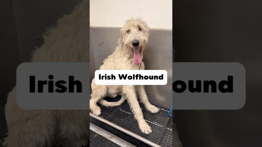 Irish Wolfhound #irishwolfhound #wolfhound #irishwolfhoundsofinstagram #doggrooming #dogbath