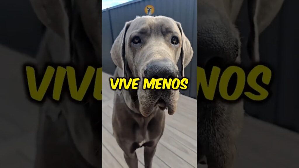 Evolução de cães com MENOR expectativa de vida! #cães #dogs #perros