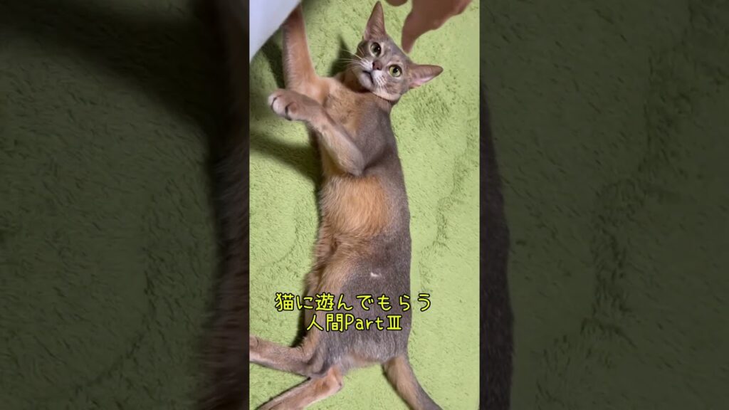猫に遊んでもらう人間PartⅢ #shorts #アビシニアン #cat 猫に遊んでもらう人間PartⅢ #shorts #アビシニアン #cat