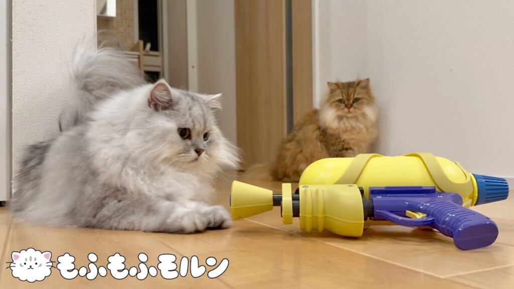 スプラシューターと猫 【サイベリアン】