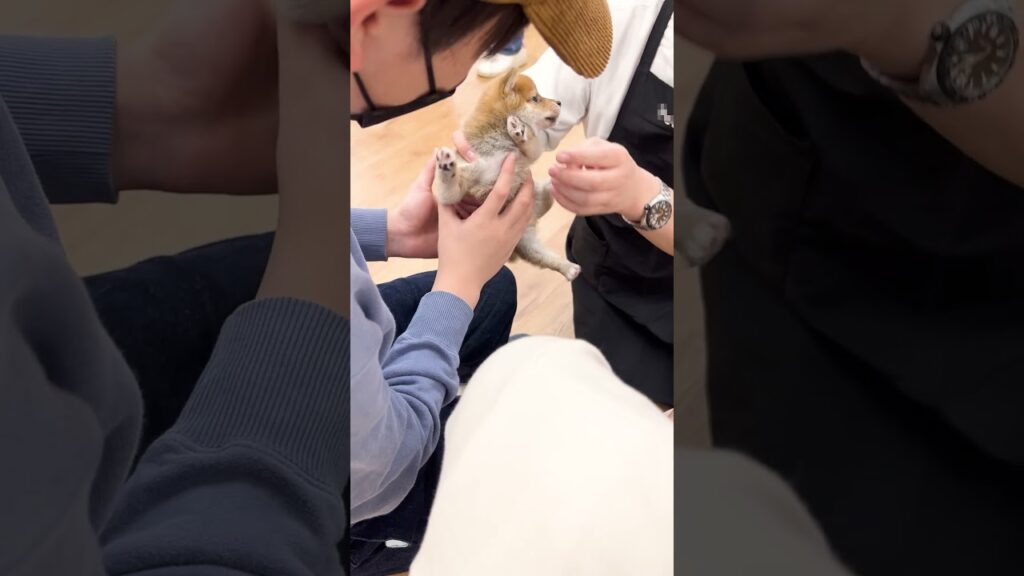 【豆柴犬】初めての抱っこ。緊張していた豆柴が最後に…🐕