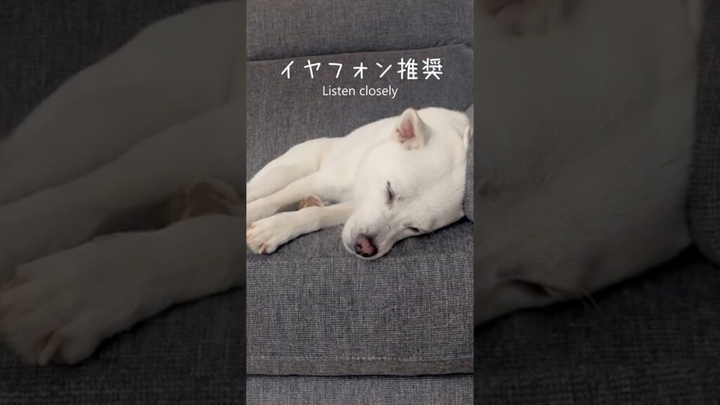 紀州犬・隼丸のかわいいお昼寝【イヤフォン推奨】｜My Kishu's Cute Little Nap