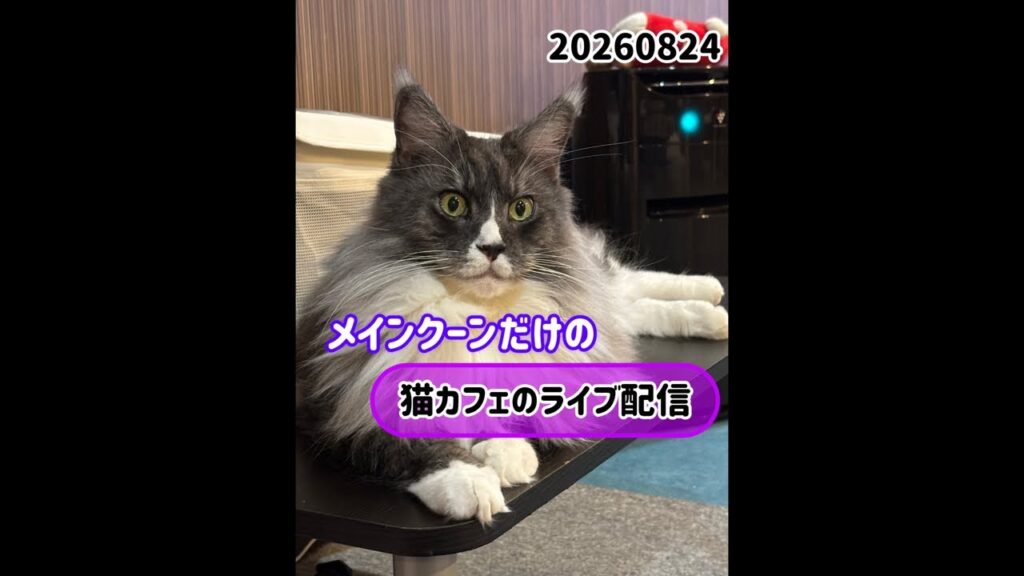 20260824メインクーンだけの【猫カフェのライブ配信】#cat #cooncat #mainecat #もふもふ 20260824メインクーンだけの【猫カフェのライブ配信】#cat #cooncat #mainecat #もふもふ