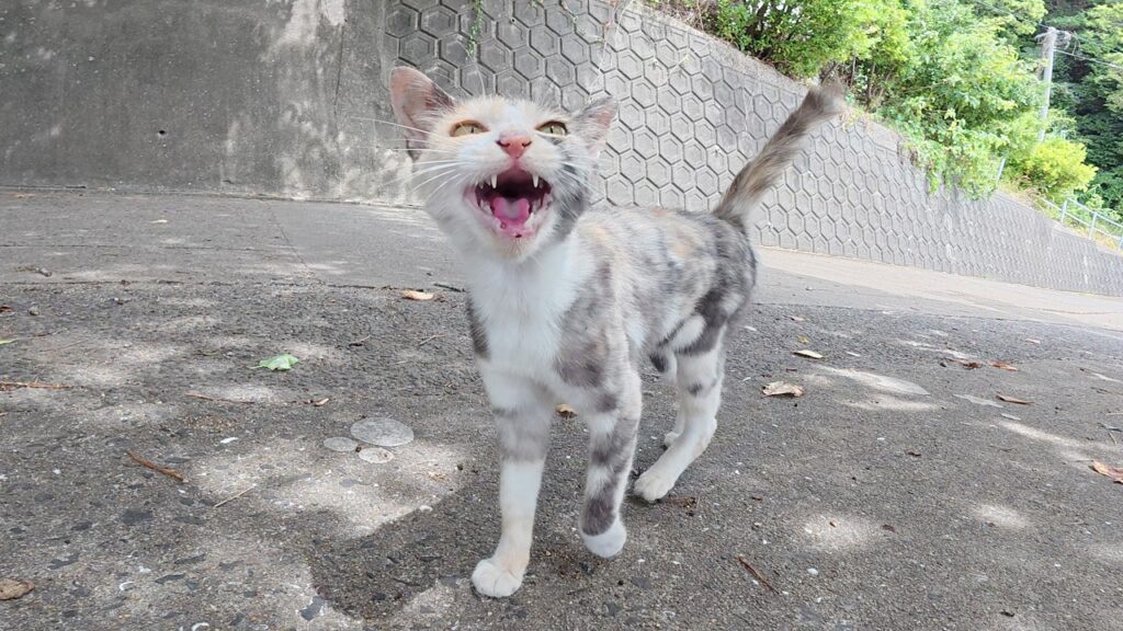 三毛猫ちゃんが可愛い声で鳴くと海辺のテーブルに仲間が集まってきた 三毛猫ちゃんが可愛い声で鳴くと海辺のテーブルに仲間が集まってきた