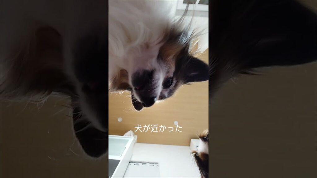 犬のドアップな撮影 #愛犬 #犬のいる生活 #パピヨン