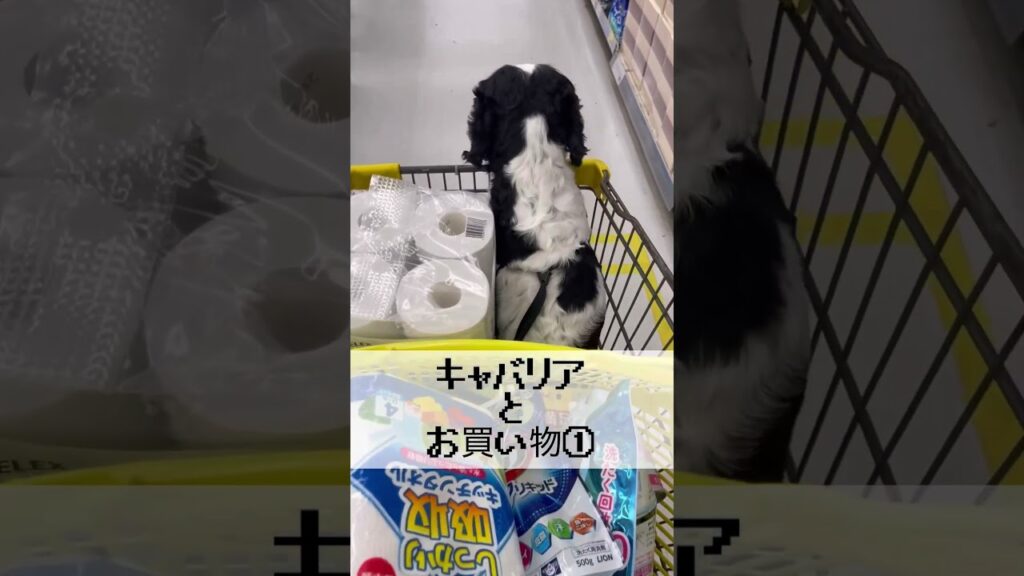【キャバリアと一緒にお買い物①】 # #キャバリア #可愛い 【キャバリアと一緒にお買い物①】 # #キャバリア #可愛い