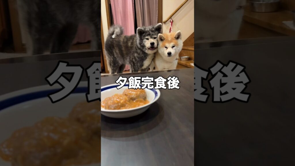 満腹だけど…、期待を込めてご馳走を見つめる秋田犬姉妹Even though they’re full… they’re still hoping for a treat! 満腹だけど…、期待を込めてご馳走を見つめる秋田犬姉妹Even though they’re full… they’re still hoping for a treat!