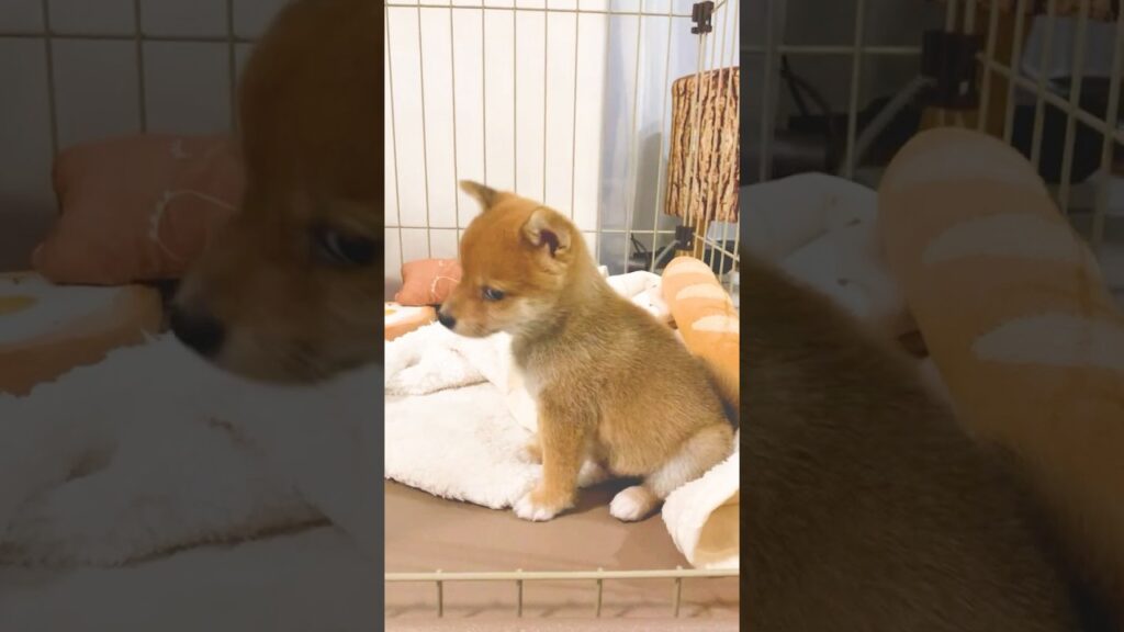 【豆柴犬】この頃の可愛さ、反則です…🐕️