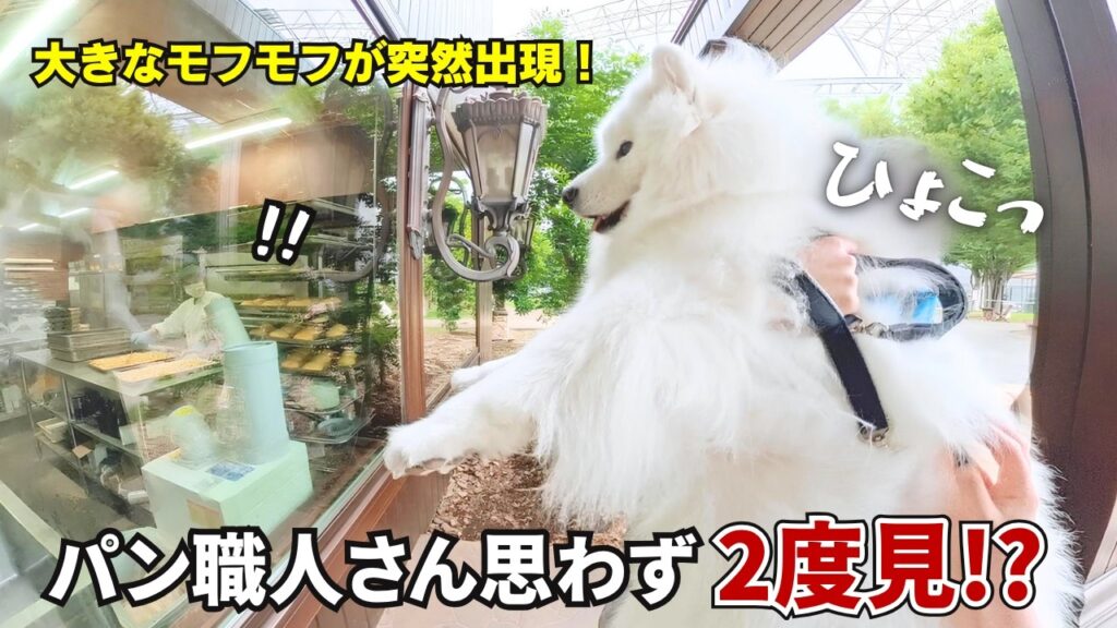 窓から覗くサモエドを見てパン職人さんが全員笑顔になりましたw 窓から覗くサモエドを見てパン職人さんが全員笑顔になりましたw