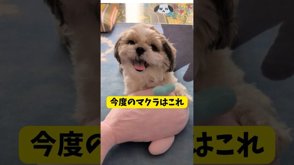 【シーズー】今度のまくらはこれ！