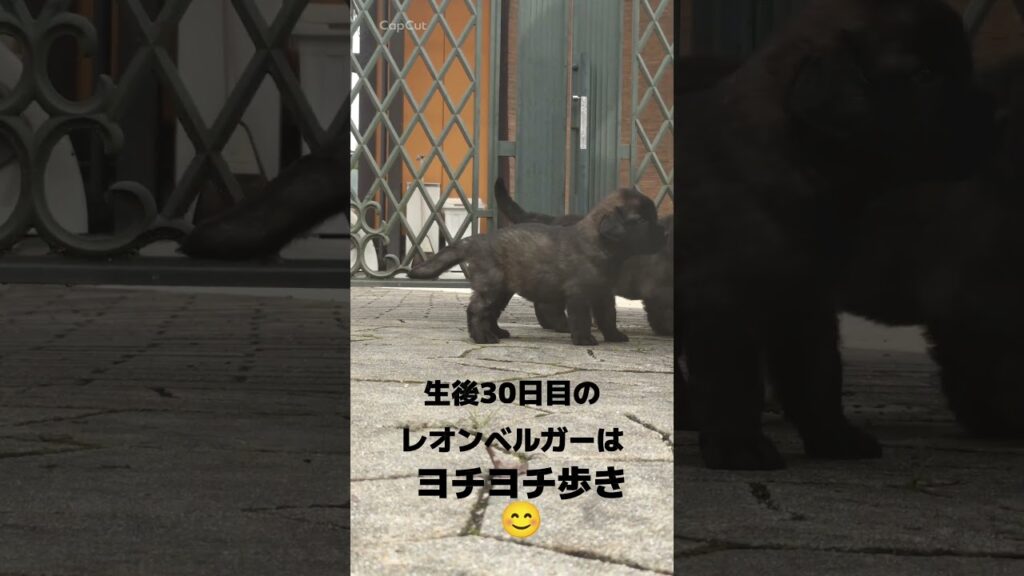 【公式】モトコランド　8/6生まれのレオンベルガーの子犬🐕️動画を公開中🤗ご相談ご見学お待ちしてます。 #レオンベルガーブリーダー #レオンベルガー子犬 #レオンベルガー動画 #レオンベルガーパピー