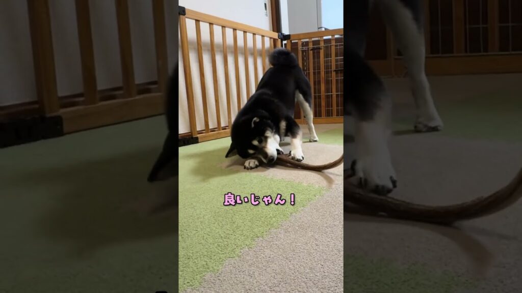 鹿つのにビビる #柴犬