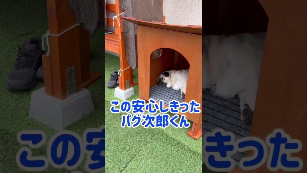 まったりと犬小屋で過ごす野生を失ったパグ　#パグ #可愛い