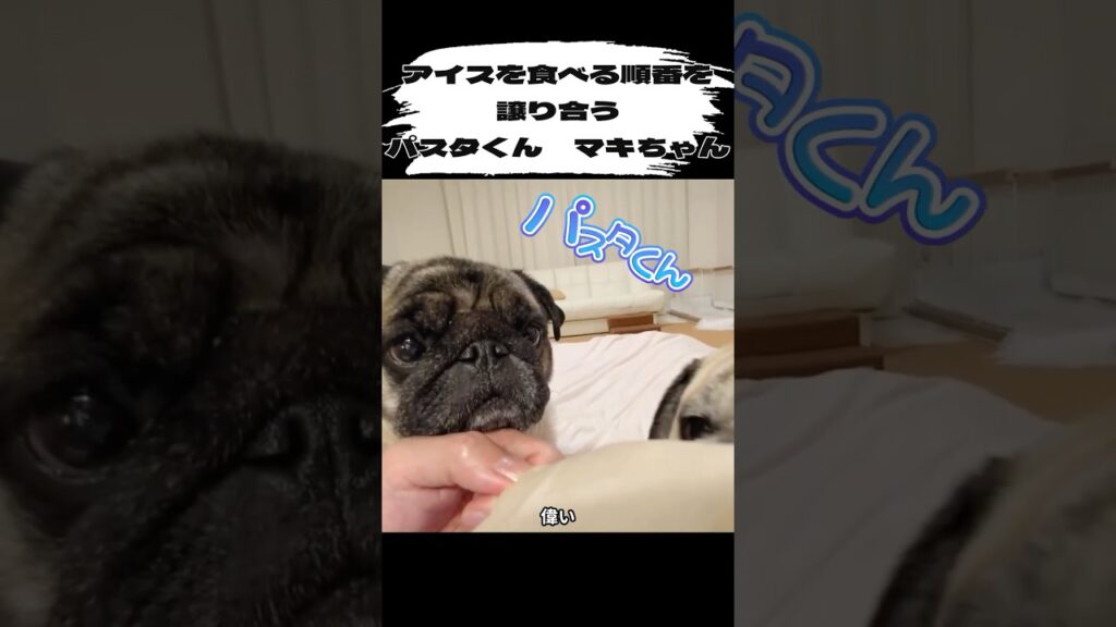 アイスを譲り合うパグの親子【豆腐パスタ切り抜き】  #パグ #かわいい #犬のいる暮らし