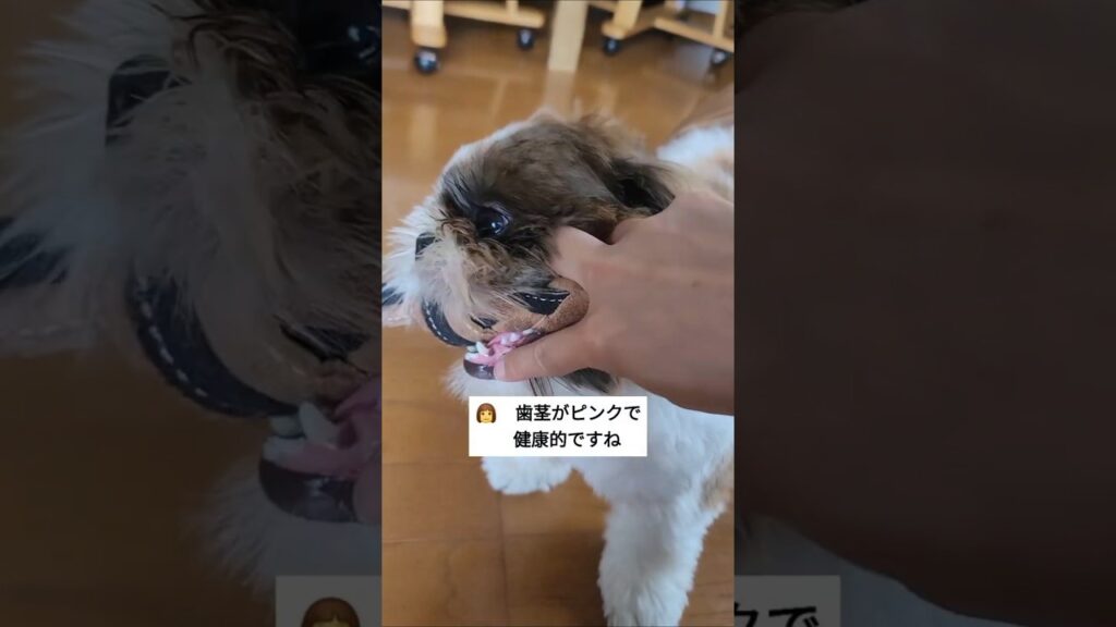 健康な歯茎なワンコ🐶【シーズー犬】#Shorts