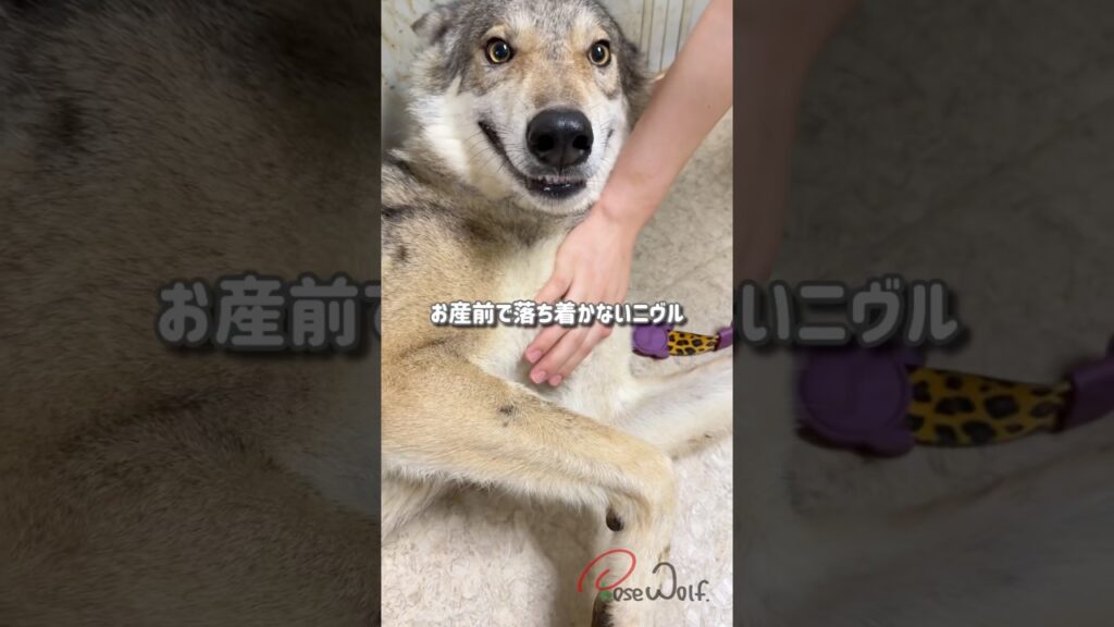 お産前に不安で落ち着かないニヴル お産前に不安で落ち着かないニヴル