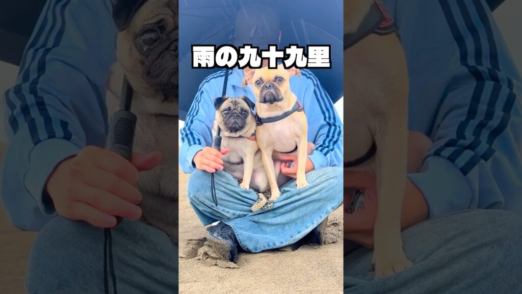 【雨の九十九里、犬は楽しめる？】食いしん坊パグおかかとお転婆フレパグいくら