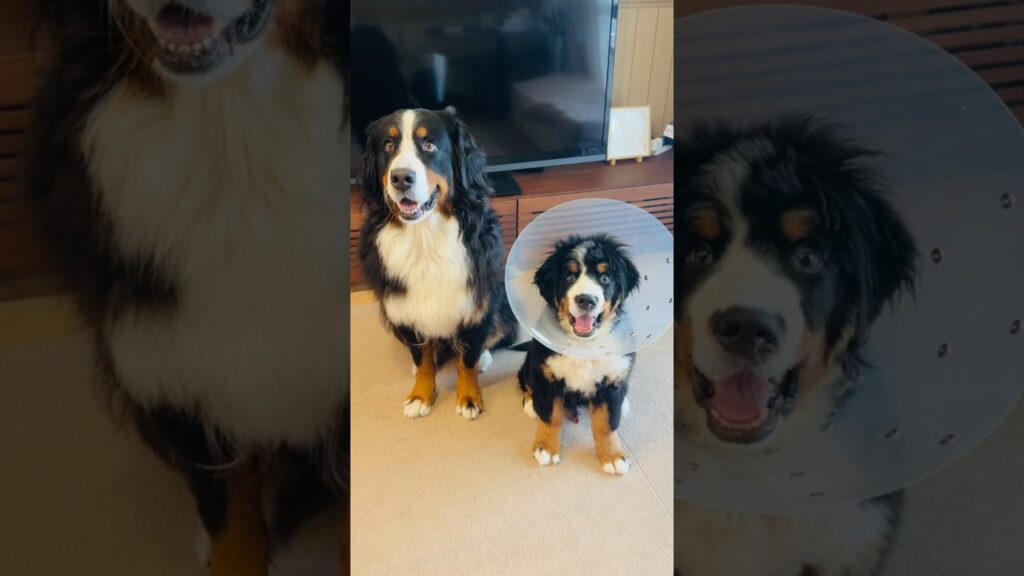 「お座り」「待て」を練習中のバーニーズの子犬🐾