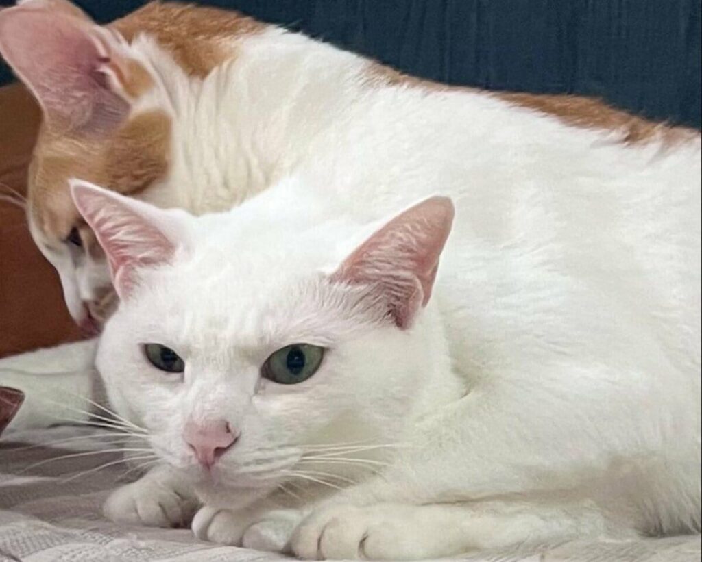 同じ家で暮らす2匹の猫が見せた、まったく違う性格の対比に反響 飼い主さんへ聞いたインタビューも紹介 | LIMO | くらしとお金の経済メディア 同じ家で暮らす2匹の猫が見せた、まったく違う性格の対比に反響 飼い主さんへ聞いたインタビューも紹介 | LIMO | くらしとお金の経済メディア