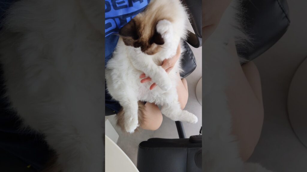 リアルタイム抱っこマン🧸 #shorts #猫 #ラグドール #甘えん坊猫 #猫のいる暮らし #ragdoll リアルタイム抱っこマン🧸 #shorts #猫 #ラグドール #甘えん坊猫 #猫のいる暮らし #ragdoll