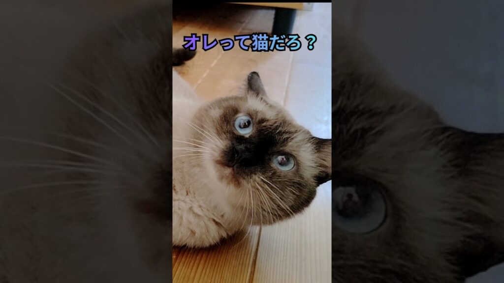 ちょっと犬っぽいほぼシャム猫です＃保護猫＃元捨て猫＃会社にいる保護猫＃cat