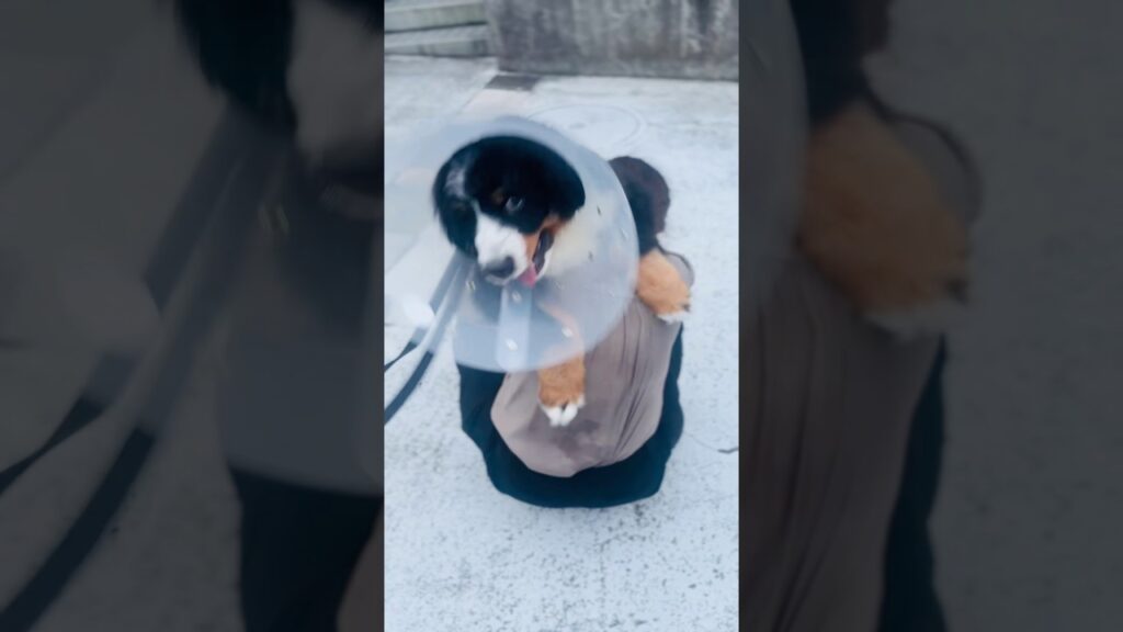 大好きなお姉さんを見つけるとこうなります💦バーニーズの子犬🐾 大好きなお姉さんを見つけるとこうなります💦バーニーズの子犬🐾