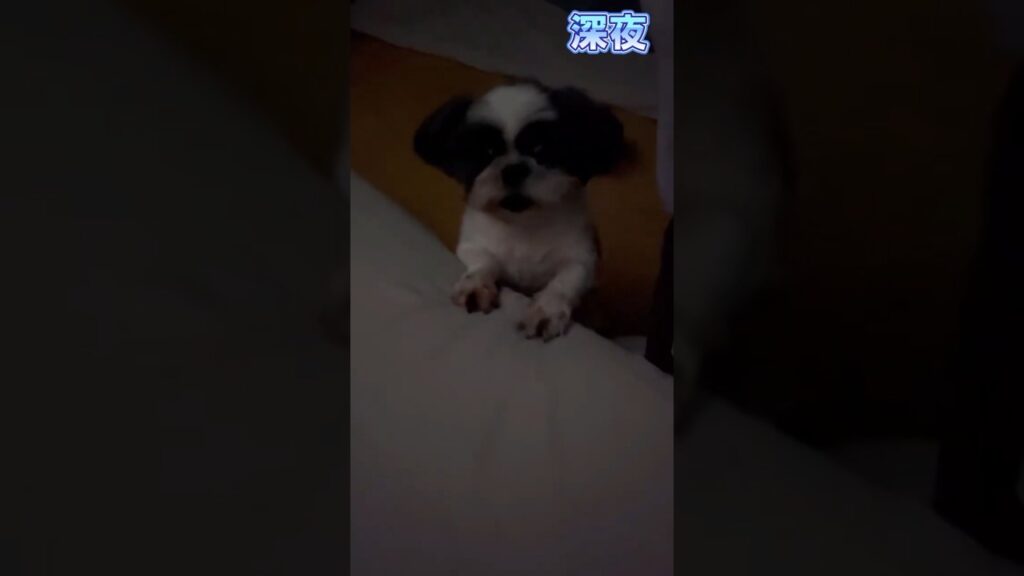 【保護犬シーズー】深夜に吠える愛犬が諦めませんｗ