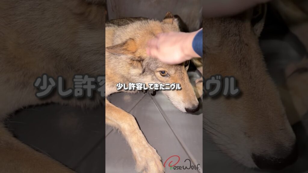 少しずつ触られるのを許してくれるようになってきたニヴル 少しずつ触られるのを許してくれるようになってきたニヴル