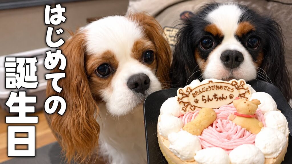 お迎えした子犬の誕生日をお兄ちゃんと一緒にお祝い‼︎小さかった体もあっという間に大きくなりました。 お迎えした子犬の誕生日をお兄ちゃんと一緒にお祝い‼︎小さかった体もあっという間に大きくなりました。
