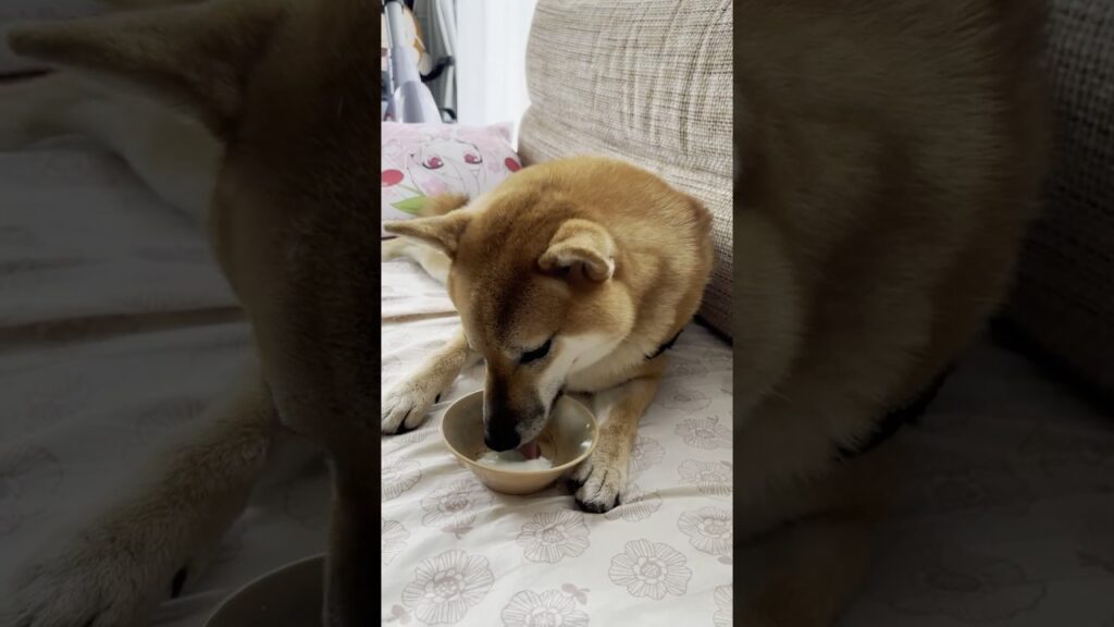 柴犬遥ちゃん・横着？普通？😅#柴犬
