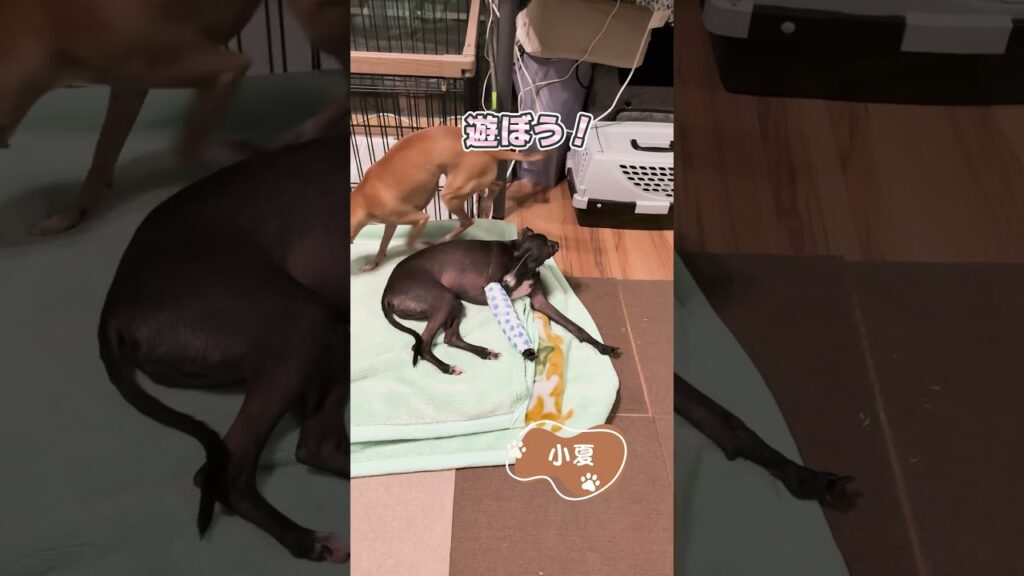 片足を骨折したイタグレ！？ギプスから順調に回復していく様子をお届け！【イタリアングレーハウンド】