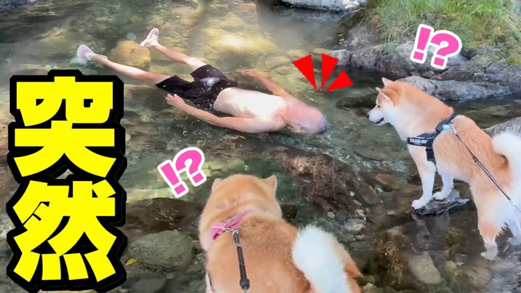 突然、主が流されたら柴犬の反応がまさかの…www 突然、主が流されたら柴犬の反応がまさかの…www