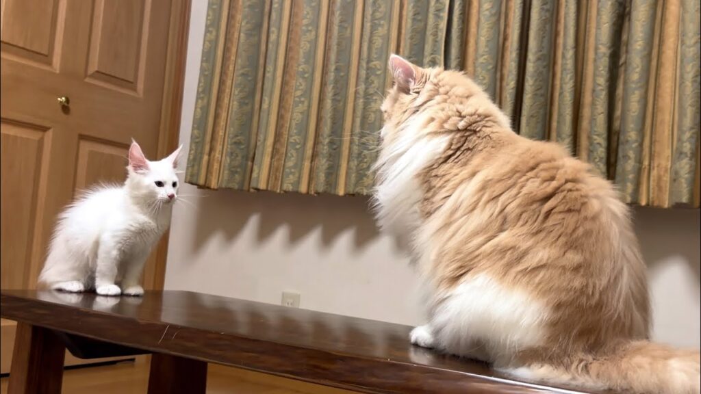 【勝負🔥】モグラ叩き対決する、仔猫と大猫wwwノルウェージャンフォレストキャット、メインクーン 【勝負🔥】モグラ叩き対決する、仔猫と大猫wwwノルウェージャンフォレストキャット、メインクーン