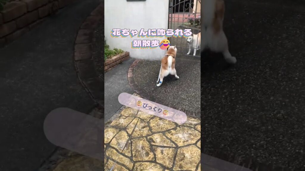 🐶花ちゃんに叱られる😂朝散歩 #柴犬 #散歩 #近所