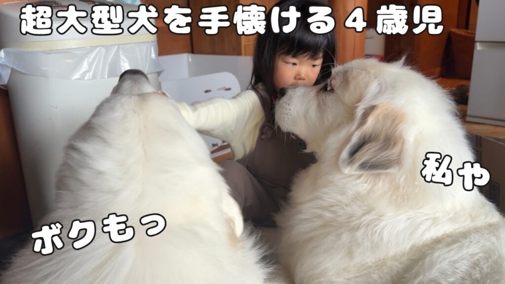 【神童】超大型犬の姉がヤキモチを妬かないように甘えさせつつ、超大型犬の弟も愛でてあげる4歳児、さすがすぎる｜グレートピレニーズ&オールドイングリッシュシープドッグ&トイプードル