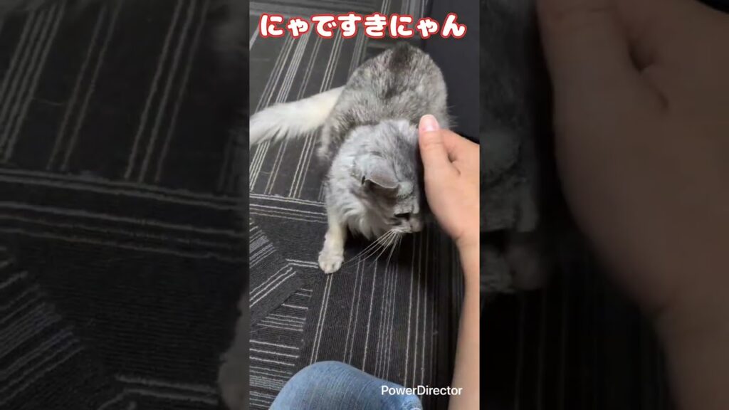 ソマリのリタちゃん初シッター　たくさんすりすりしてくれて可愛い過ぎる
