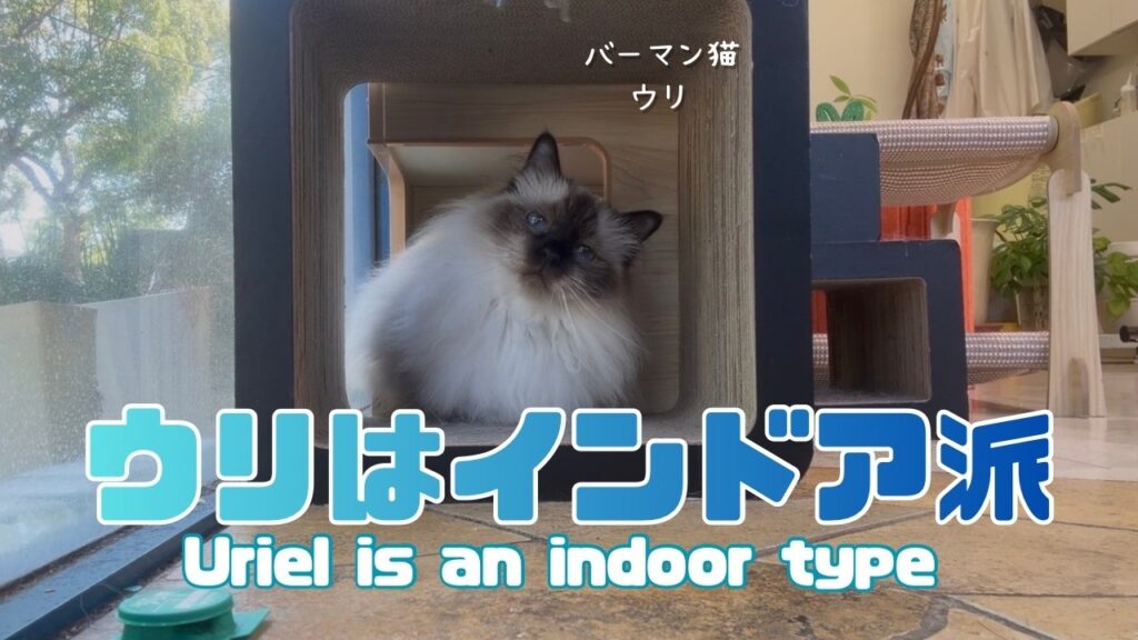 バーマン猫ウリとラフ【ウリはインドア派】Uriel is an indoor type （バーマン猫）Birman/Cat