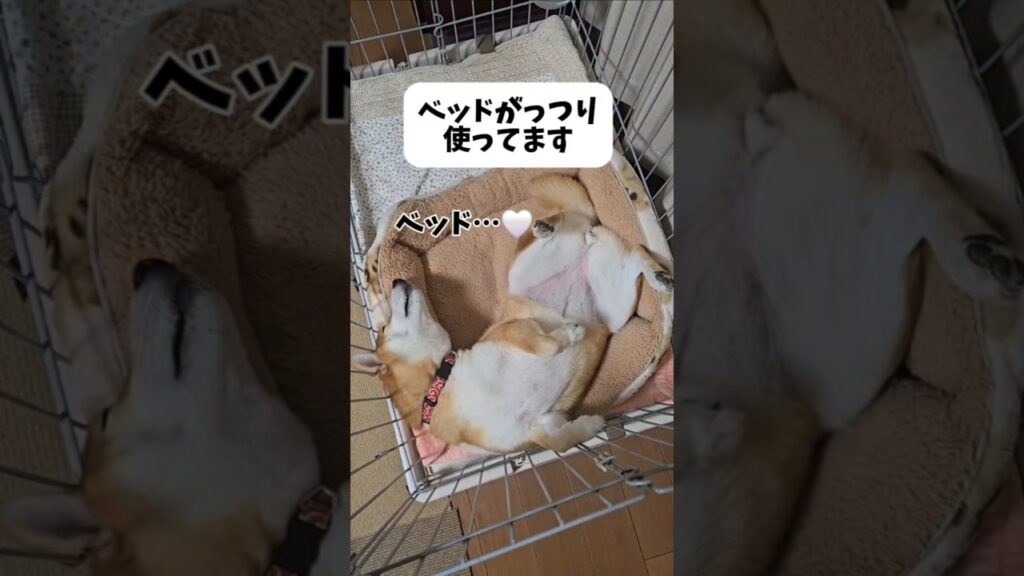 ベッドで仰向けの犬 #shorts #柴犬 #dog