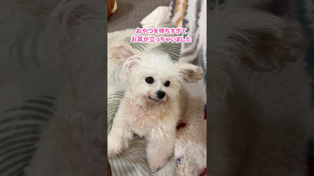 おやつが欲し過ぎてお耳が立ってしまったトイプードル #shorts #元保護犬 おやつが欲し過ぎてお耳が立ってしまったトイプードル #shorts #元保護犬