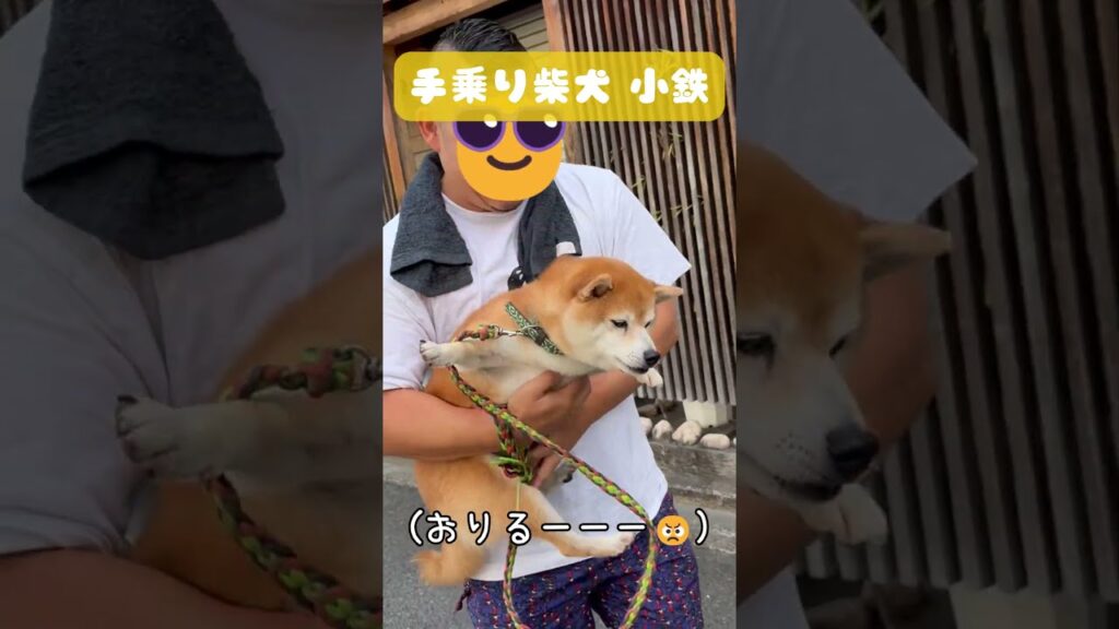 走り出したくて気持ちが焦る柴犬#shorts #柴犬 走り出したくて気持ちが焦る柴犬#shorts #柴犬