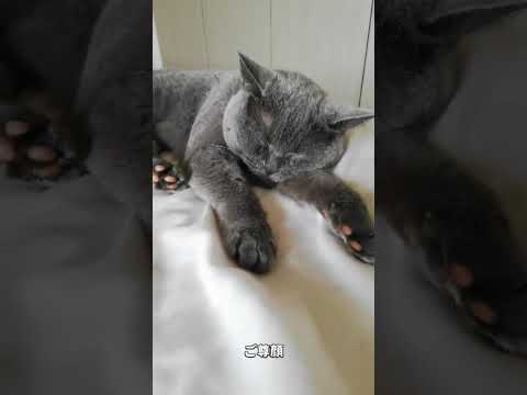 【英国猫の万歳寝🐾】平和すぎる寝顔と見当たらない「首のくびれ」 #shorts 【英国猫の万歳寝🐾】平和すぎる寝顔と見当たらない「首のくびれ」 #shorts