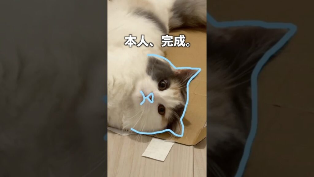 枠にぴったりハマる猫🐱 #cat #猫のいる暮らし #ねこのいる生活 #マンチカン #子猫