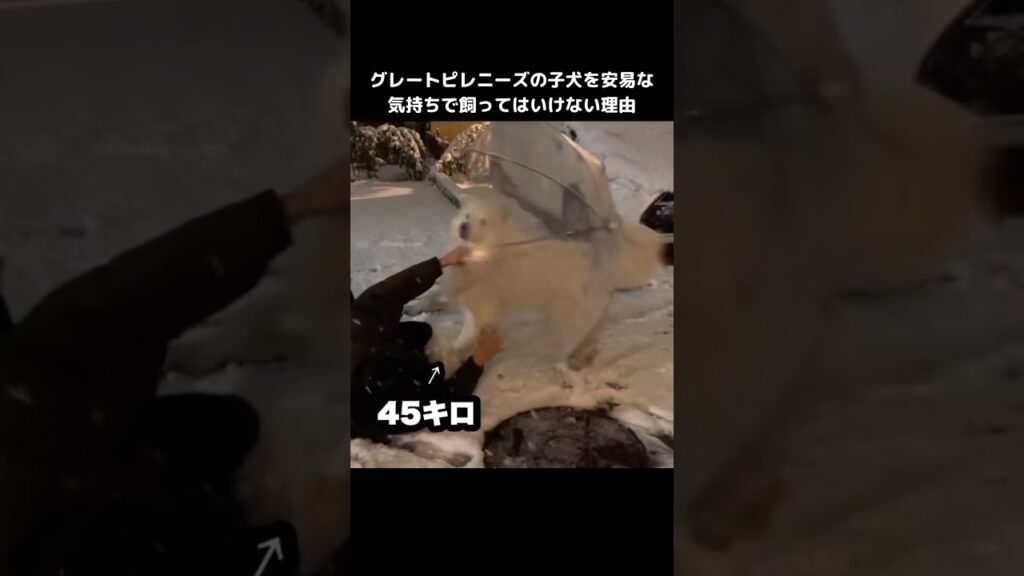 超大型犬の子犬を安易な気持ちで飼うと⋯ #グレートピレニーズ #子犬 #shorts