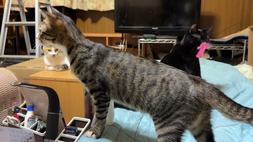シャムのパンダはミタ。キジシロのルルは、三毛猫ミックスの所に、ネコジャラシがあると、遊ぶの止める