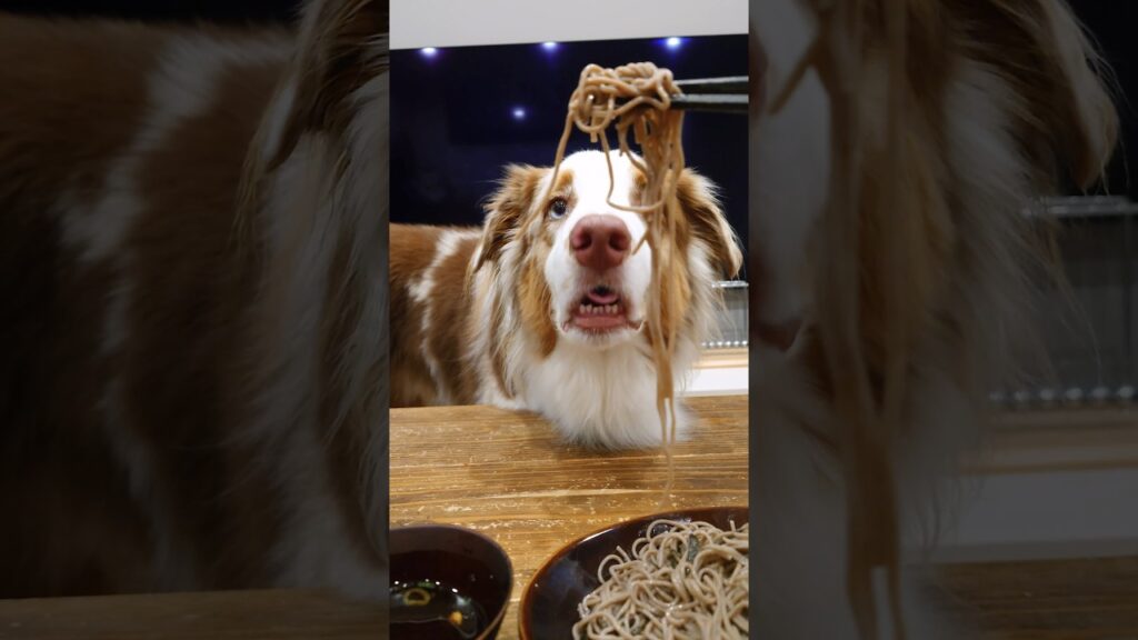 お蕎麦がどうしても食べたい犬が可愛すぎる🥹【オーストラリアンシェパード】#shorts お蕎麦がどうしても食べたい犬が可愛すぎる🥹【オーストラリアンシェパード】#shorts