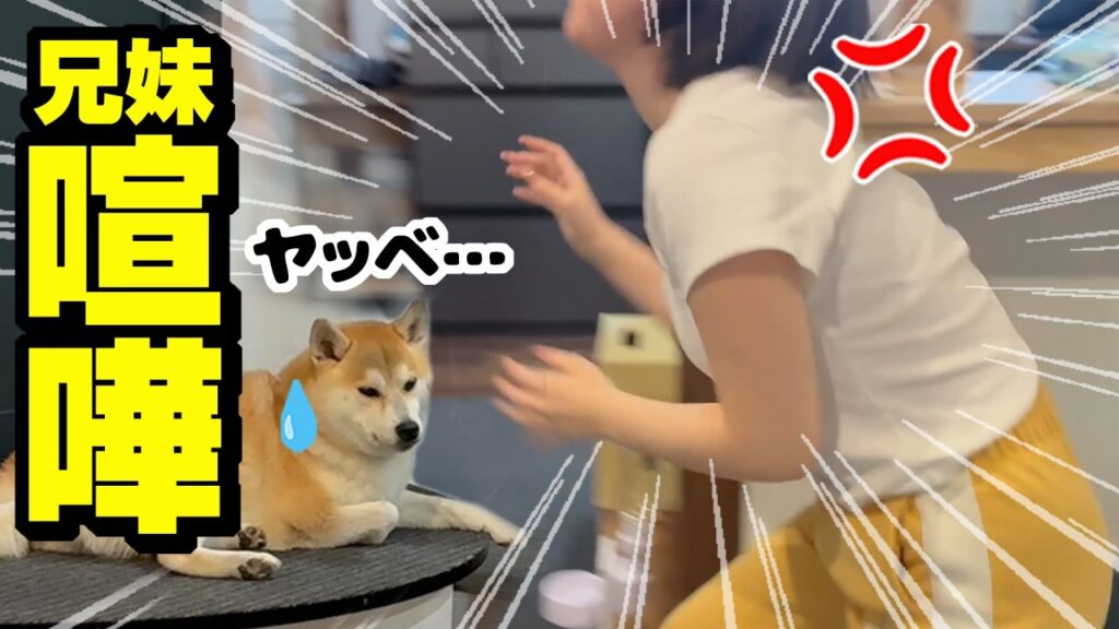 妹がブチギレて大騒ぎに…ドン引きする柴犬