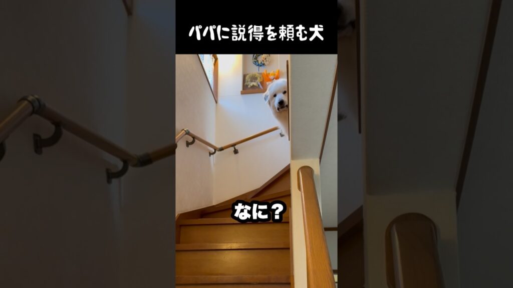 パパに説得するよう頼みにくる愛犬　#グレートピレニーズ #大型犬 #愛犬 #かわいい犬 #greatpyrenees