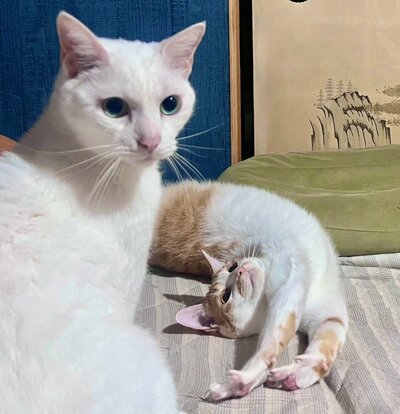 まっすぐこちらを見るソウくんと、くつろぐマザリちゃん