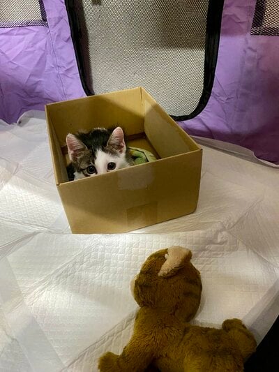 箱に入るボンちゃん