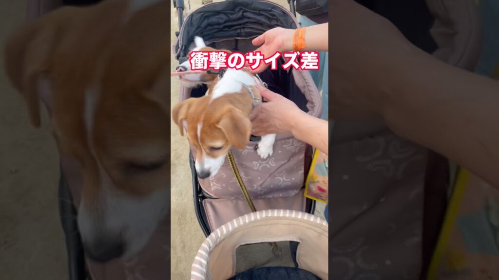 【親子のご対面】初ちゃんの子供・ツナちゃんとパシャリ。遠近感がおかしくなるほどのサイズ差が愛おしすぎる件#shorts #ジャックラッセルテリア #犬市場#犬のいる暮らし #多頭飼い #親子 #対面